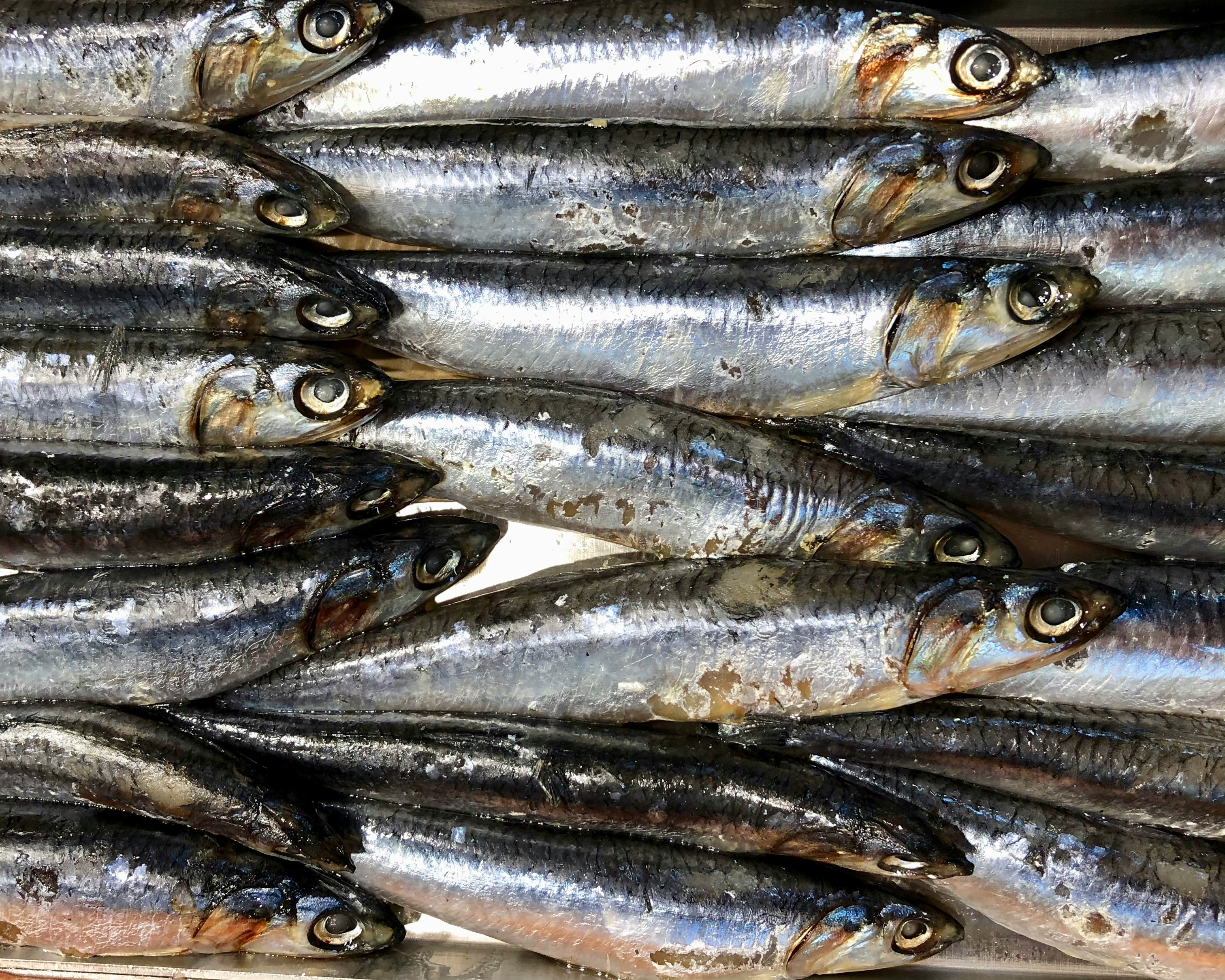 pesce