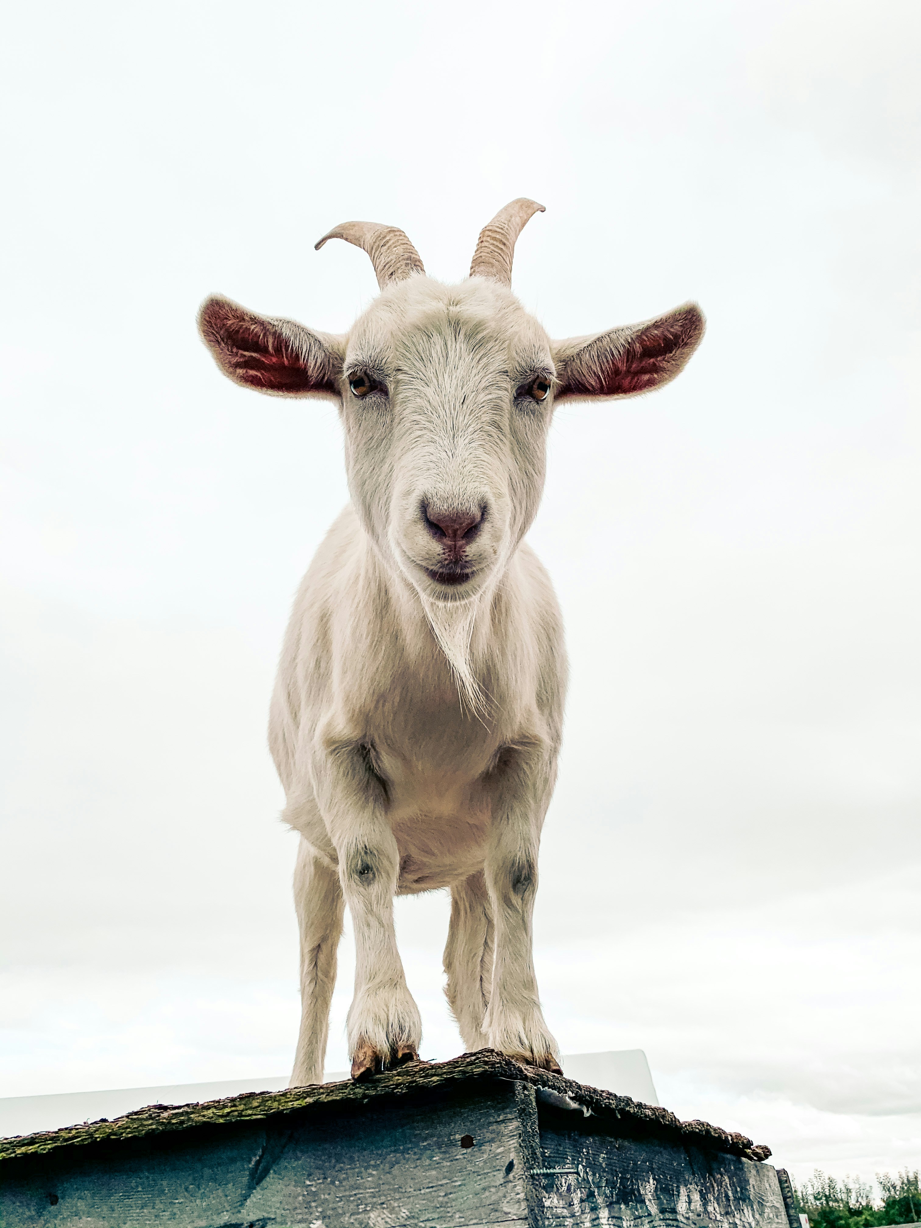 capra